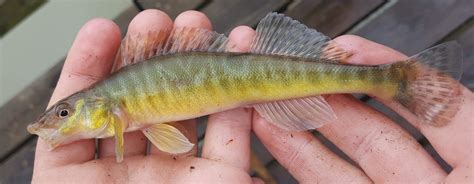 log fish|Common logperch .
